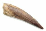 Fossil Spinosaurus Tooth - Real Dinosaur Tooth #370582-1